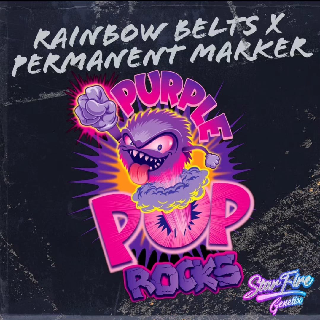 PURPLE POP ROCKS