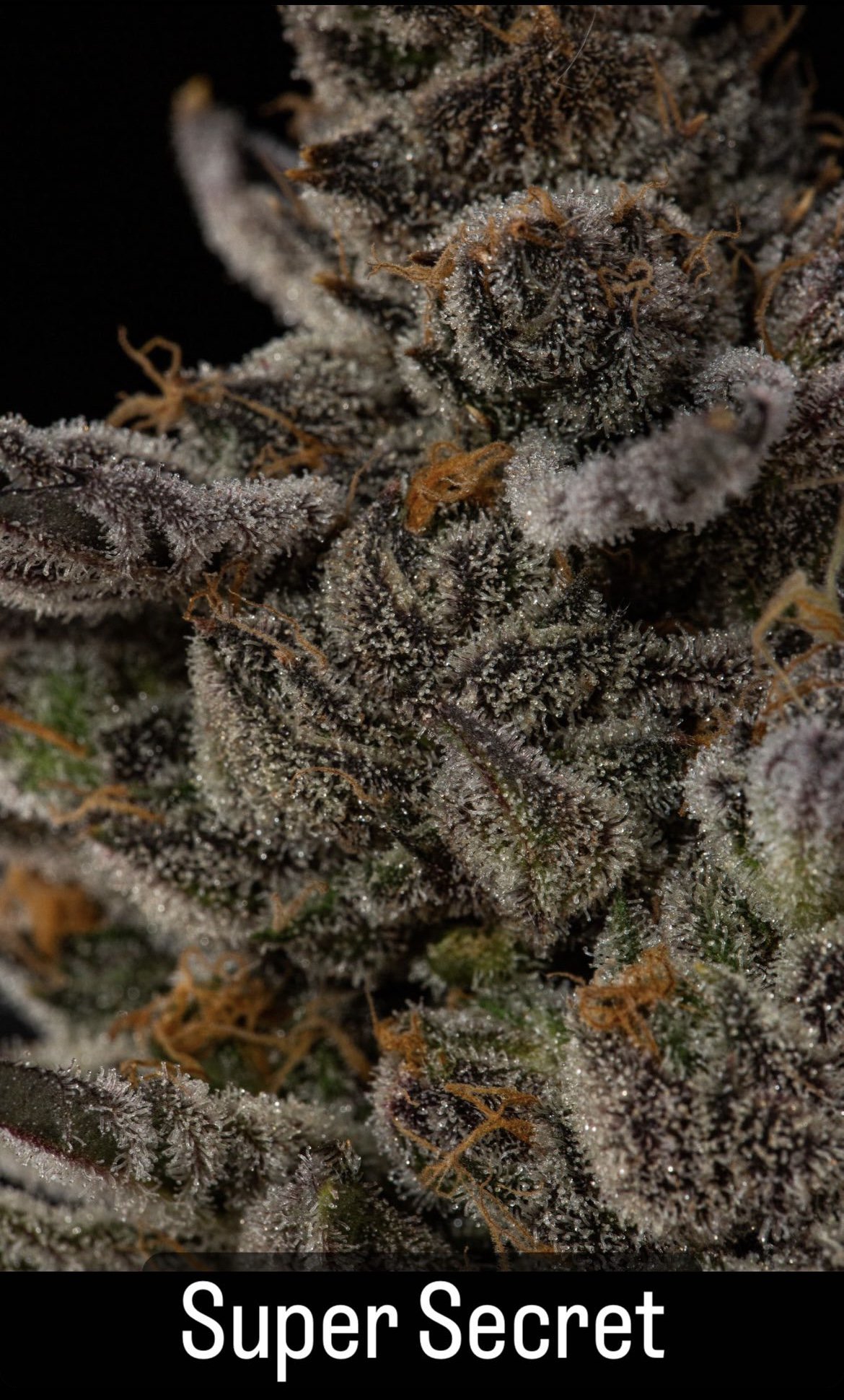 Buy Seedjunky Genetics Seeds Near Me - Super Secret