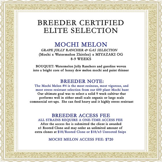 MOCHI MELON (CLONES)
