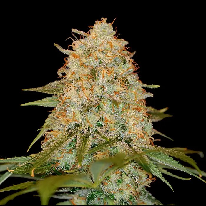 Chocolope x L.A. Confidential Feminized Seeds By    DNA Genetics