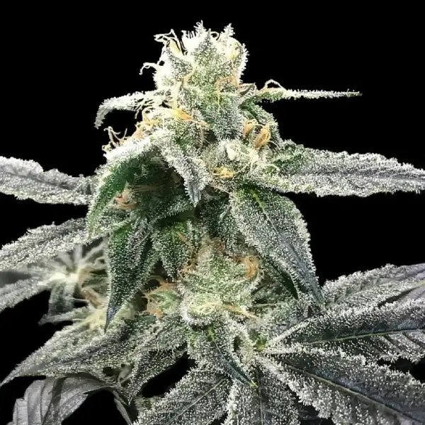Blueberry x Haze #1 Feminized Cannabis Seeds By DNA GENETICS