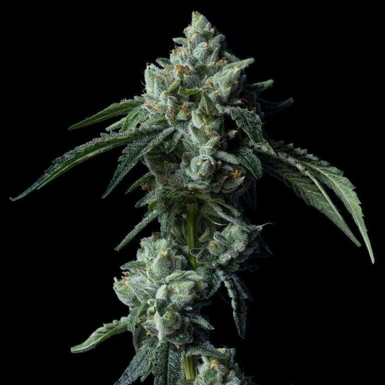 Gelato Sorbet x Lava Cake Feminized Cannabis Seeds