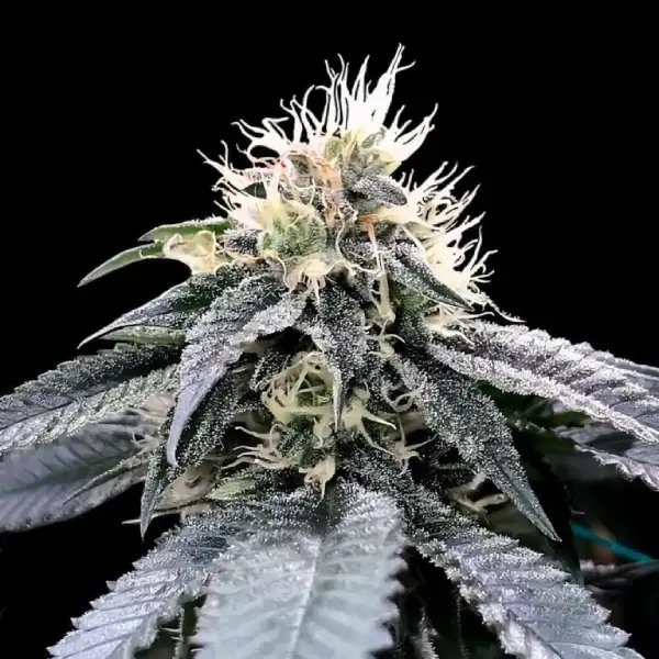 Skunk #1 x Afghan Feminized Cannabis Seeds By DNA GENETICS