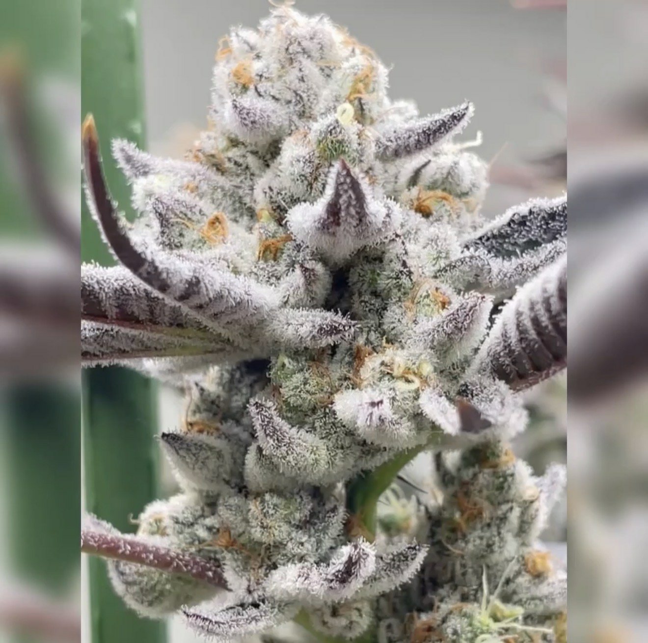 Chimera 3 S1 Feminized Seeds By Beleaf Cannabis