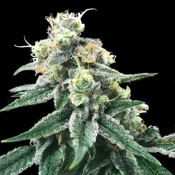 Chocolope Kush x OG #18 Regular Cannabis Seeds By DNA GENETICS