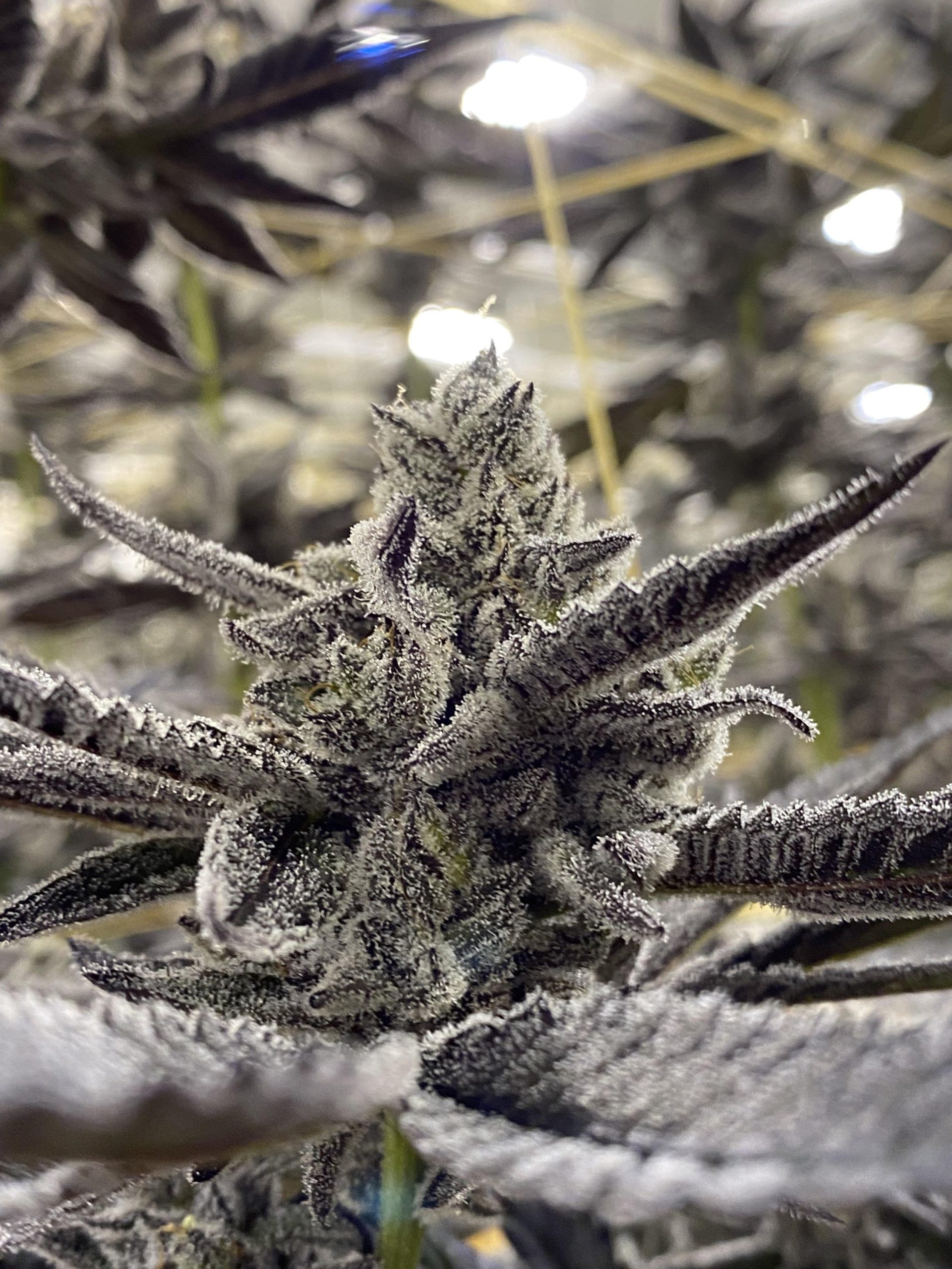 Cadillac Margarita By Beleaf Cannabis Feminized Seeds