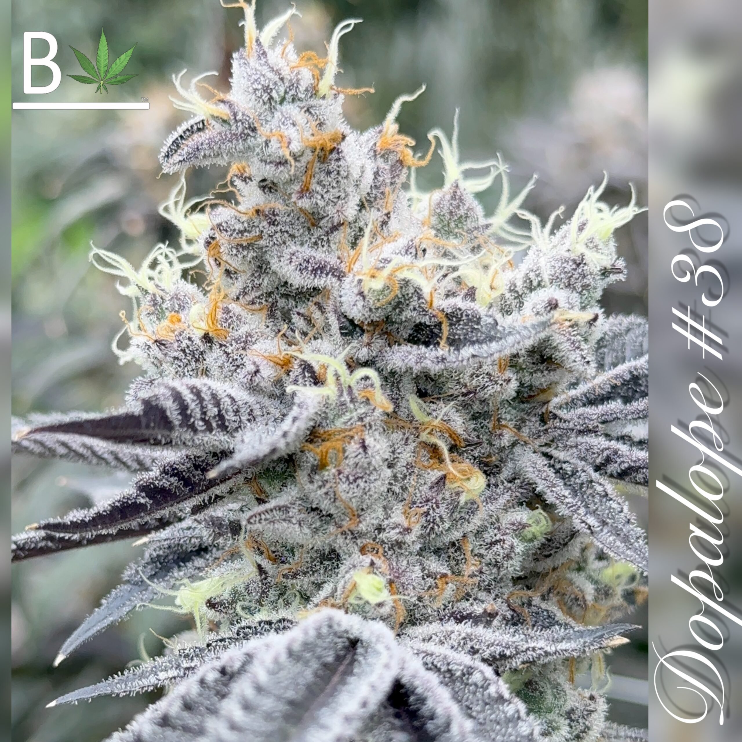 Dopalope R1 Feminized Cannabis Seeds By Beleaf Cannabis