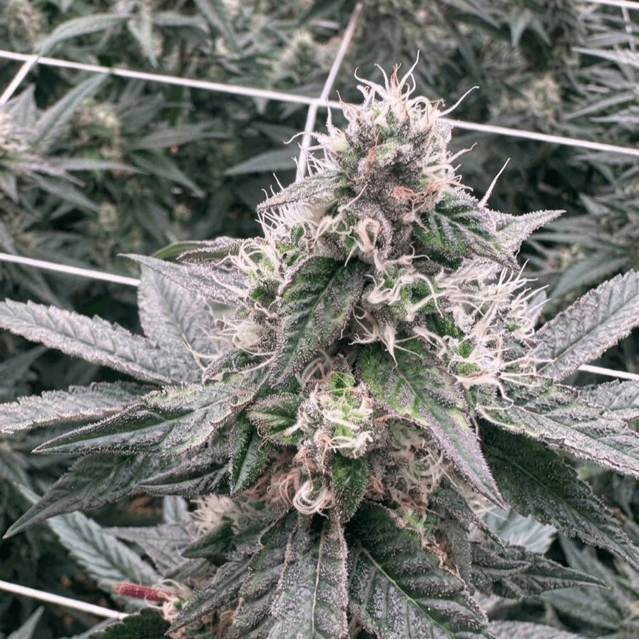 Brazilian Sativa landrace x South Indian Indica Feminized Cannabis Seeds By DNA GENETICS