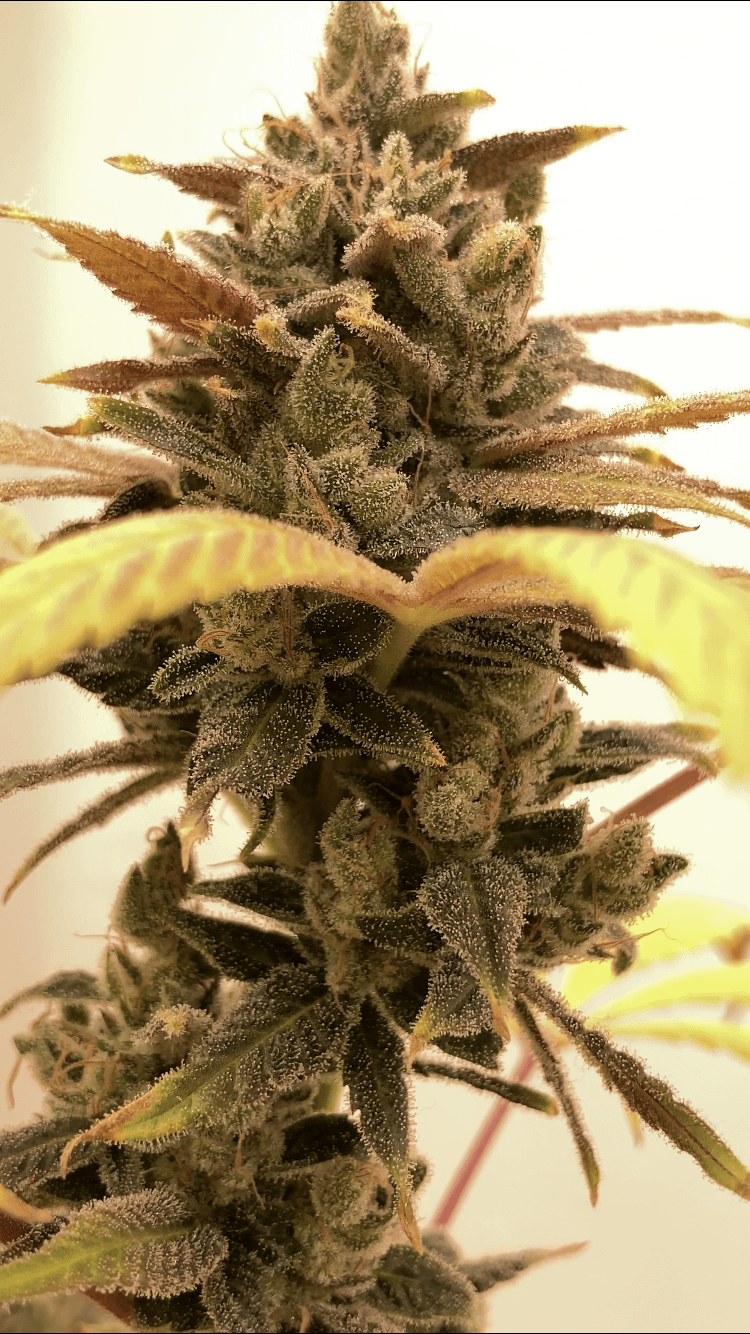 Chestah The Cheetah By Beleaf Cannabis Feminized Seeds